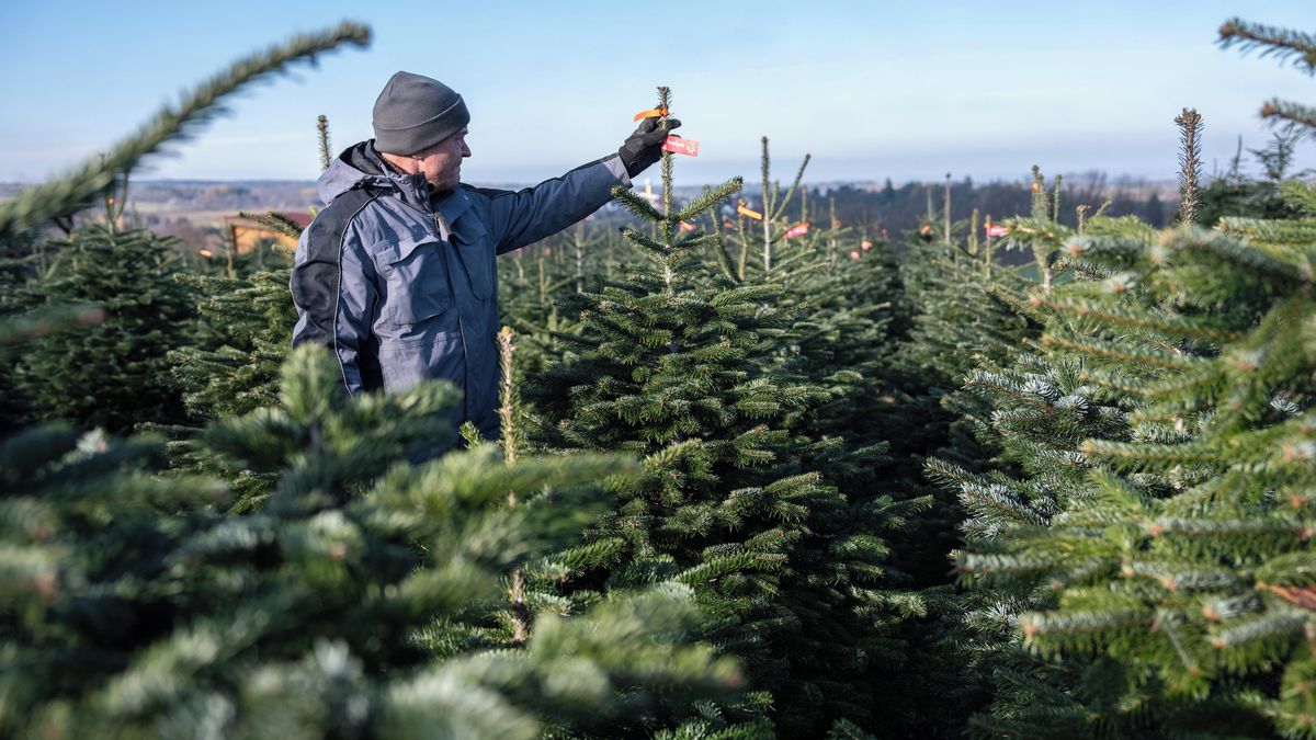FOTO: Roky péče o vánoční stromky, vyberte si přímo na plantáži